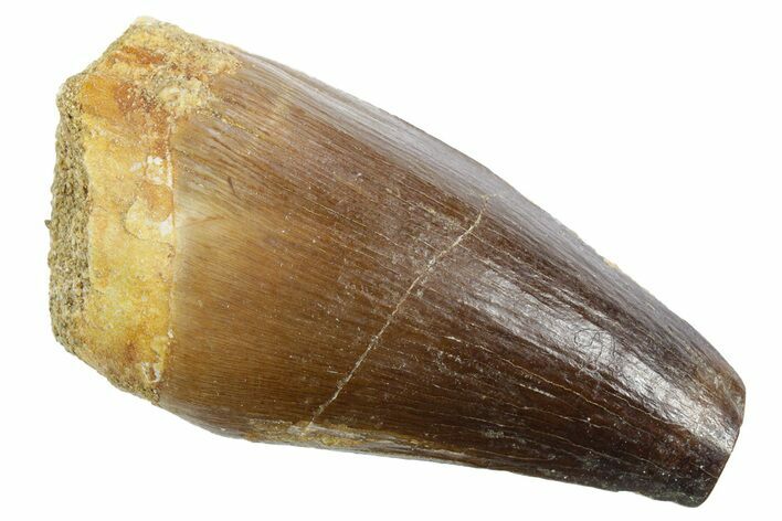 Fossil Mosasaur (Thalassotitan) Tooth - Morocco #353250